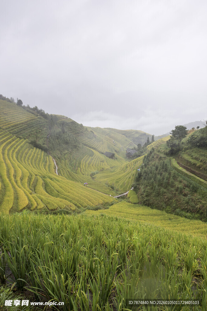 云雾中的翠绿梯田美景