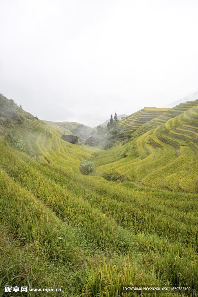 山间绿野梯田美景