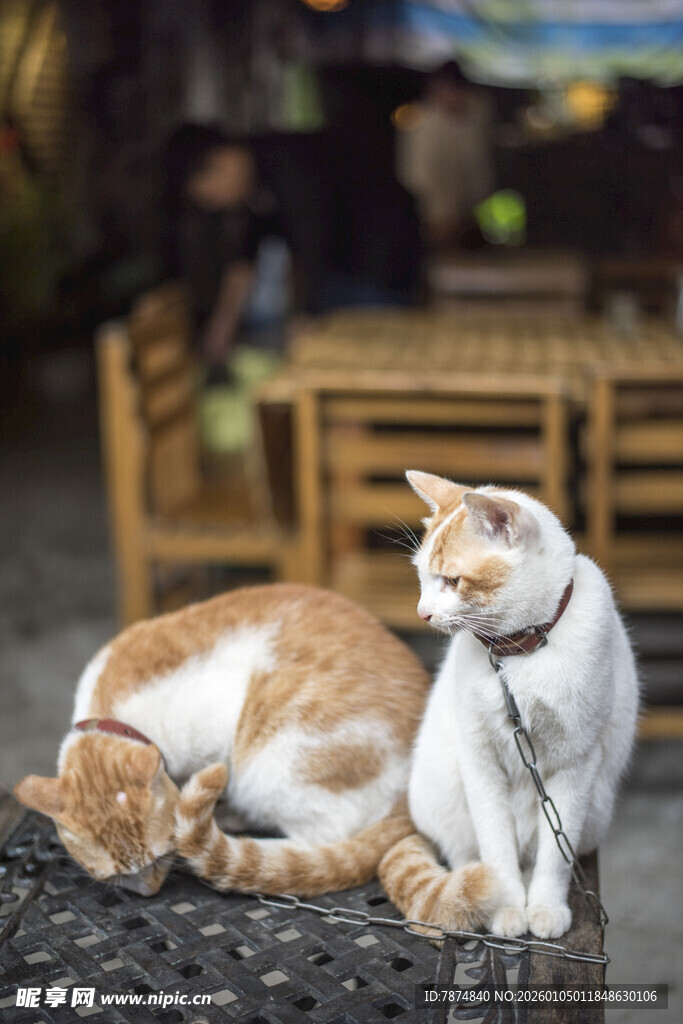 两只猫咪在户外惬意休憩