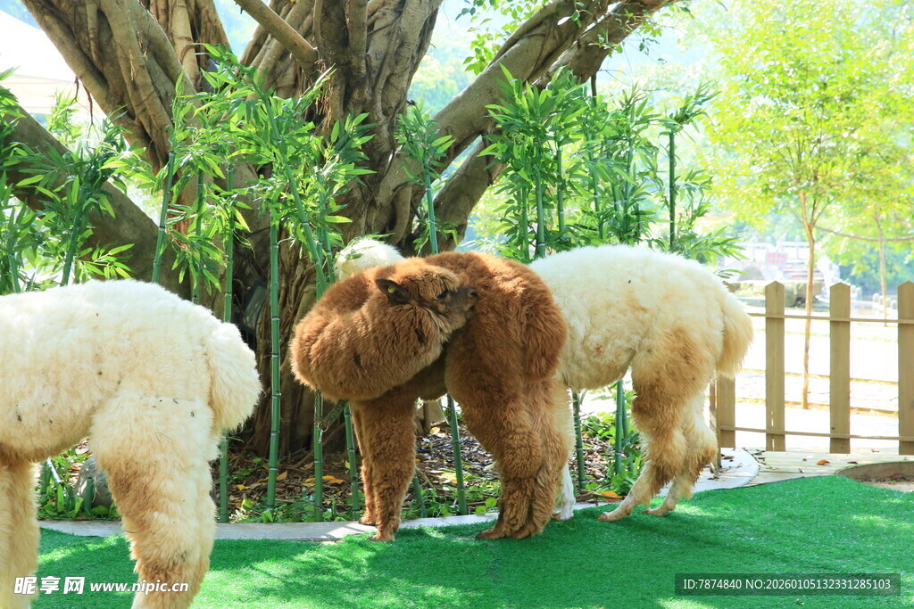 树下可爱羊驼雕塑