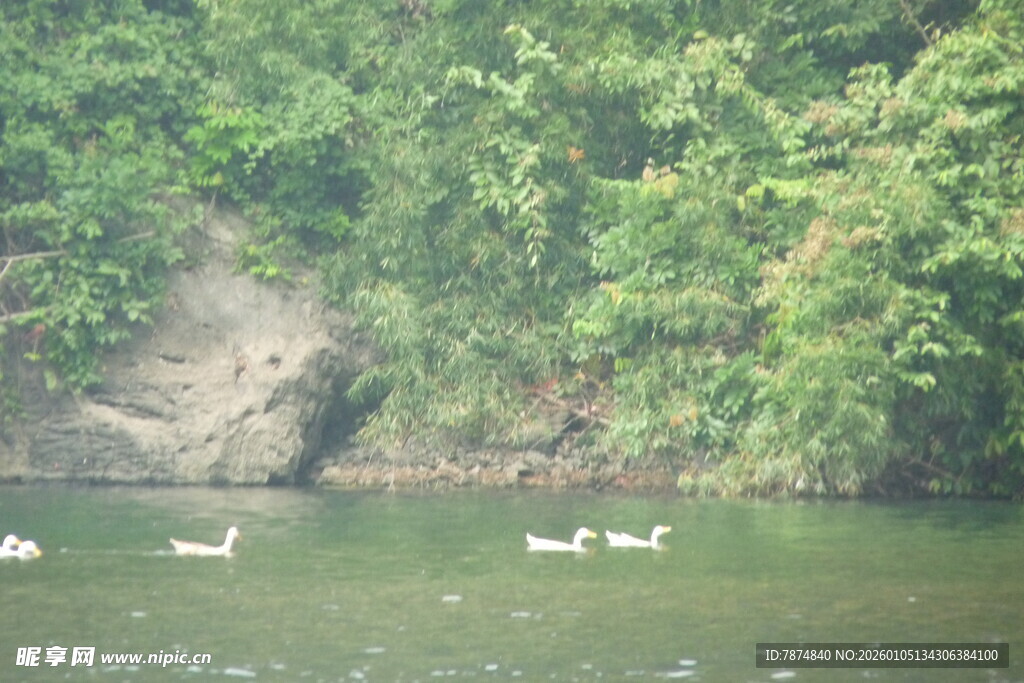 湖中游鹅与葱郁岸景