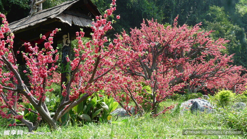 春日山间红树与木屋