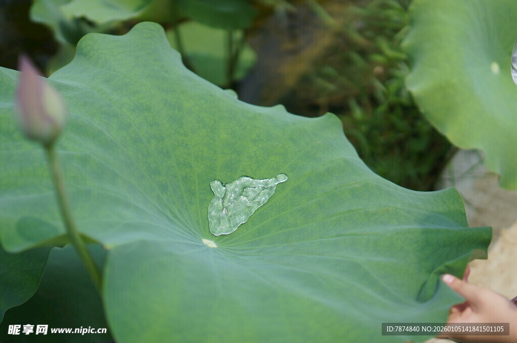 荷叶上的水珠与荷花