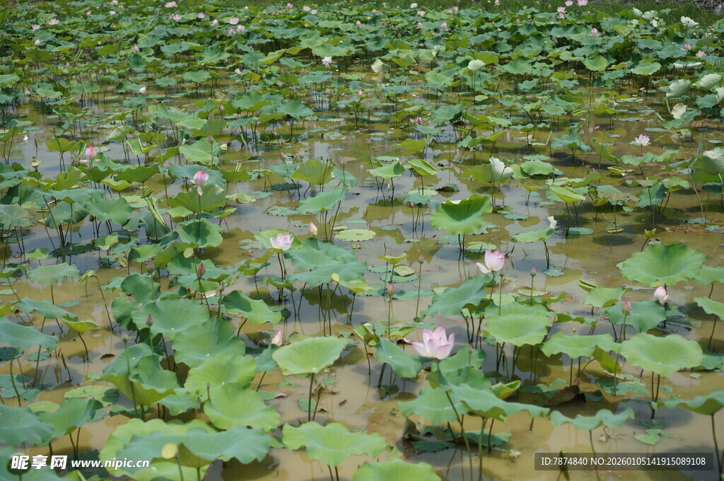 荷塘中的荷叶与荷花