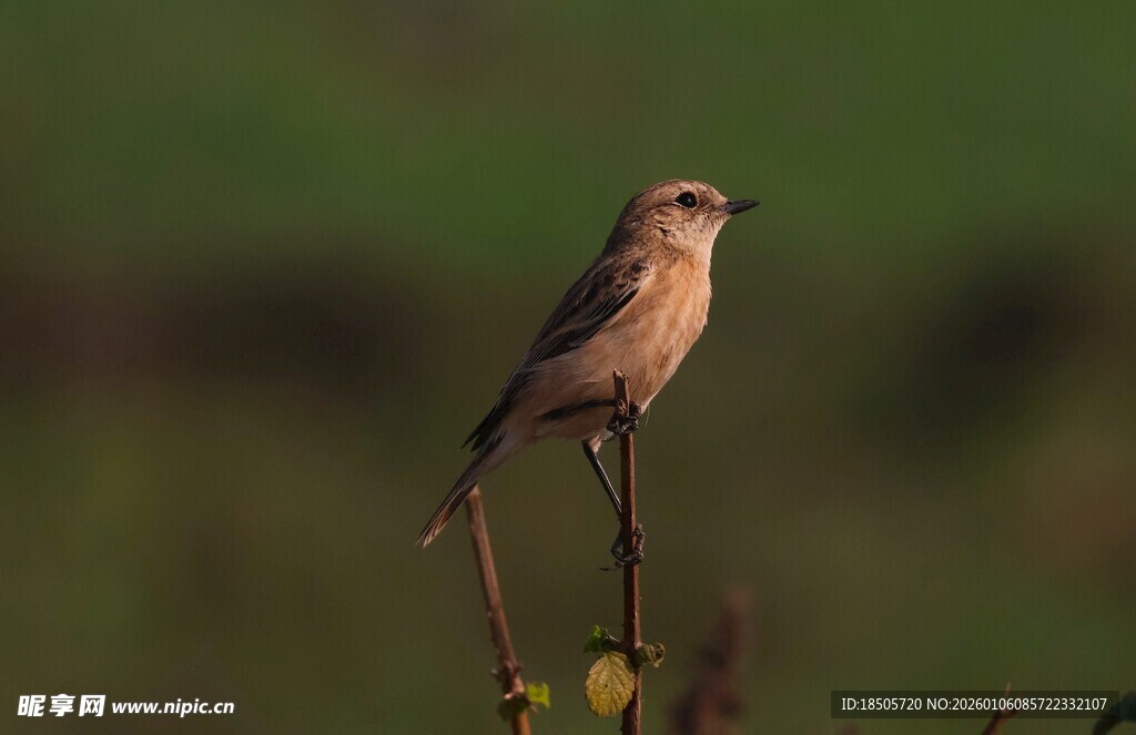 栖息枝头的小鸟