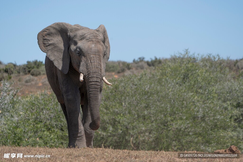草原上独行的大象