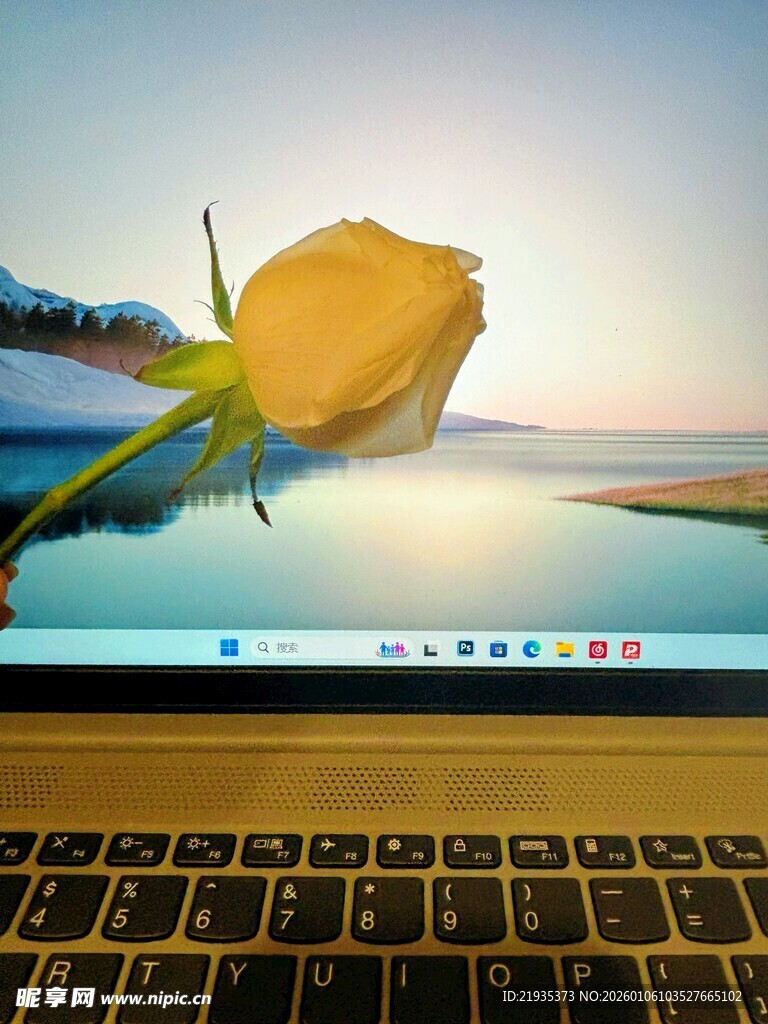 笔记本屏幕上的黄玫瑰