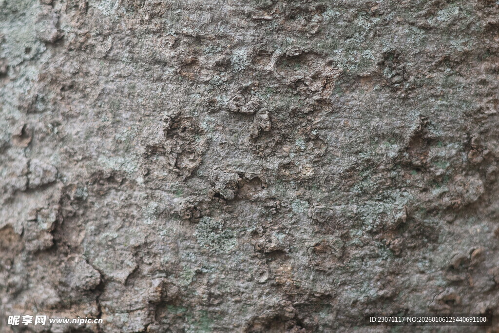 粗糙质感的灰色树皮纹理