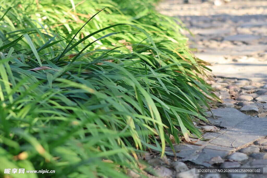 路边葱郁的绿色草丛