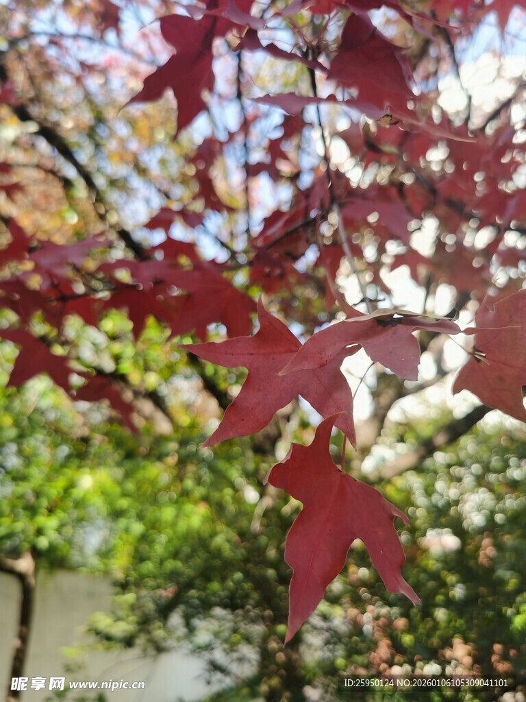 红枫叶与背景绿植相映