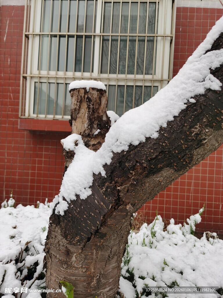 雪中树桩