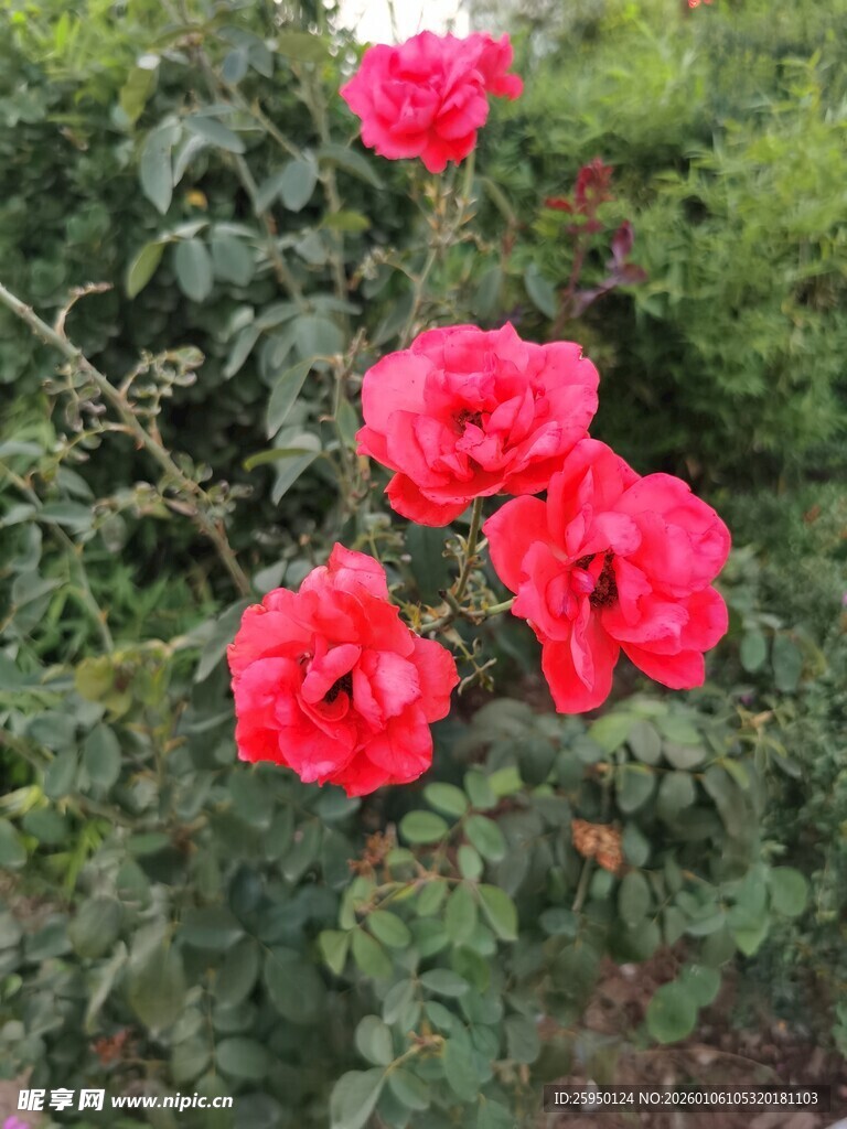 娇艳红玫瑰绽放于绿叶间