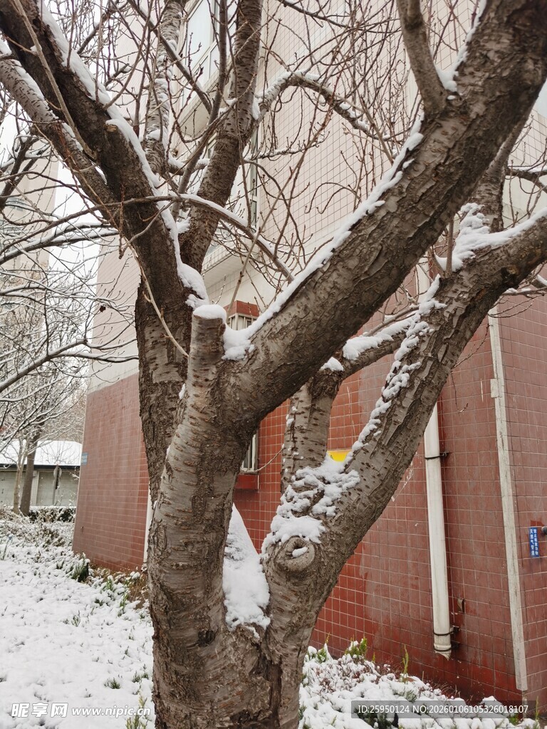 雪后光秃树枝与红墙