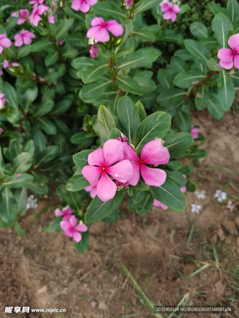 粉色长春花绽放于绿叶间