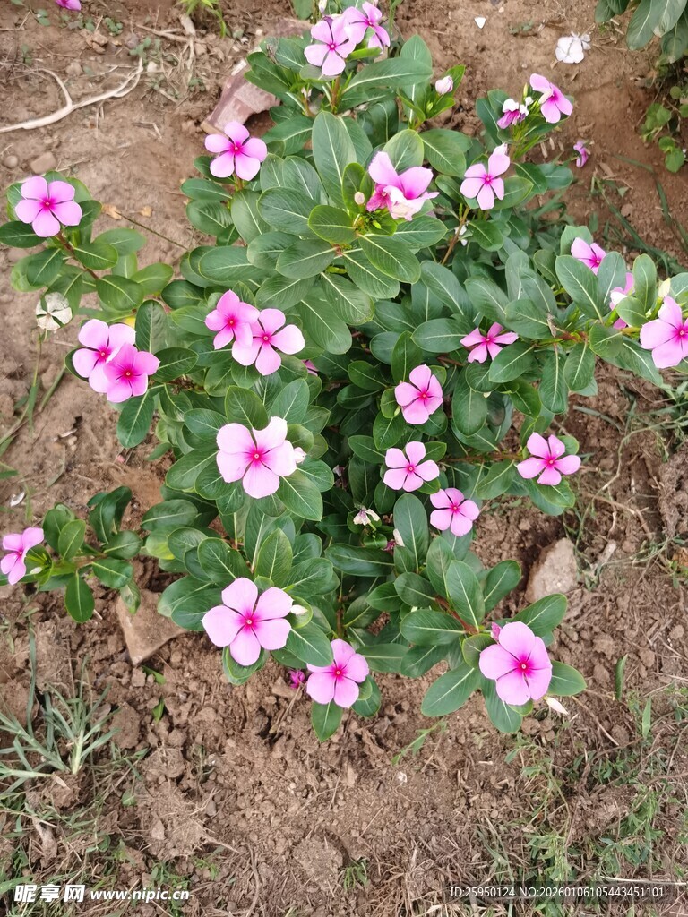 粉色矮牵牛绽放于地面