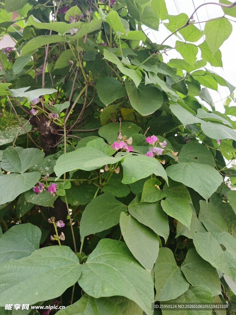 绿叶间绽放的粉色牵牛花