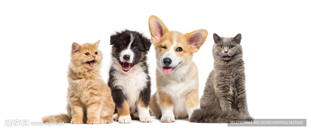 可爱猫狗同框萌态十足