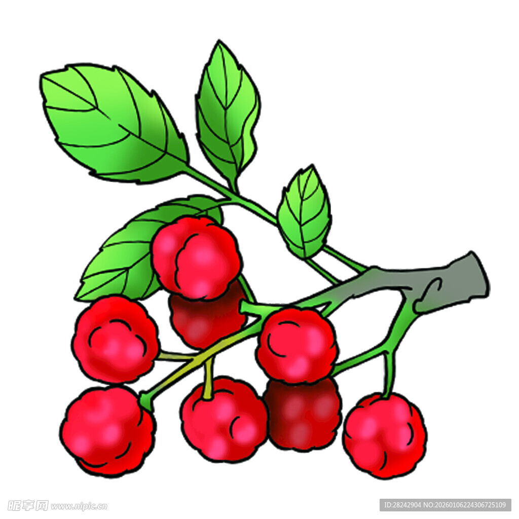 卡通 花椒 插画 自然