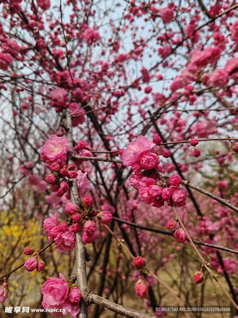 盛开的粉色繁花枝头