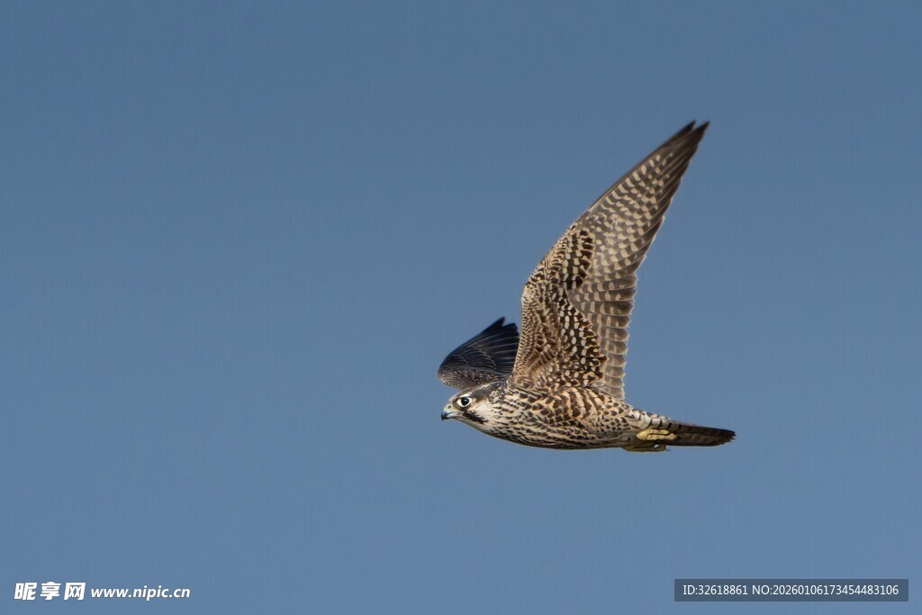 蓝天中翱翔的飞鸟
