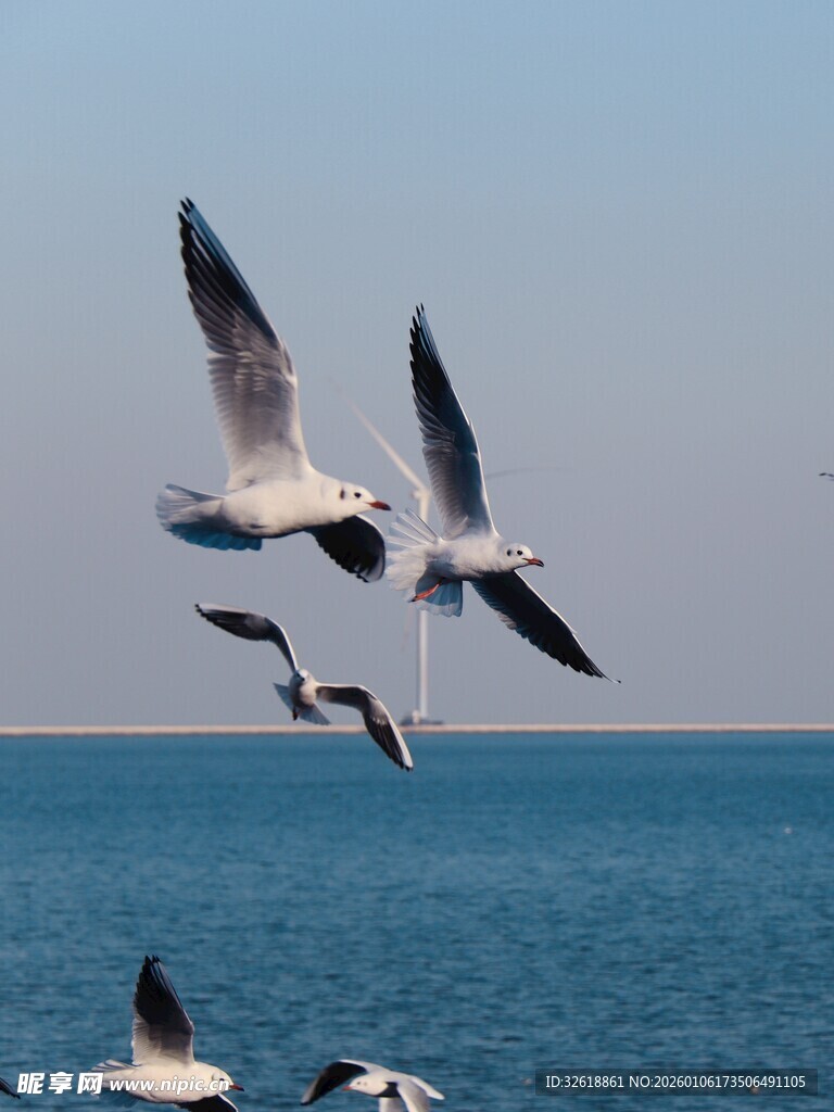 海面上飞翔的一群海鸥