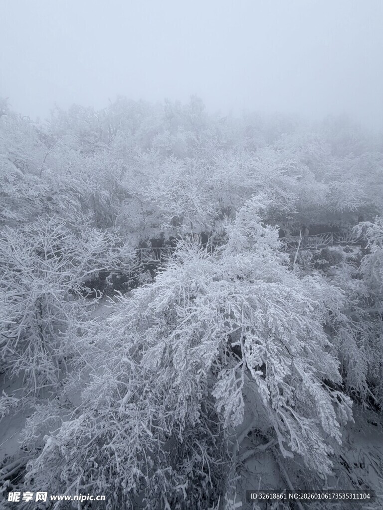 雾凇覆盖的森林美景