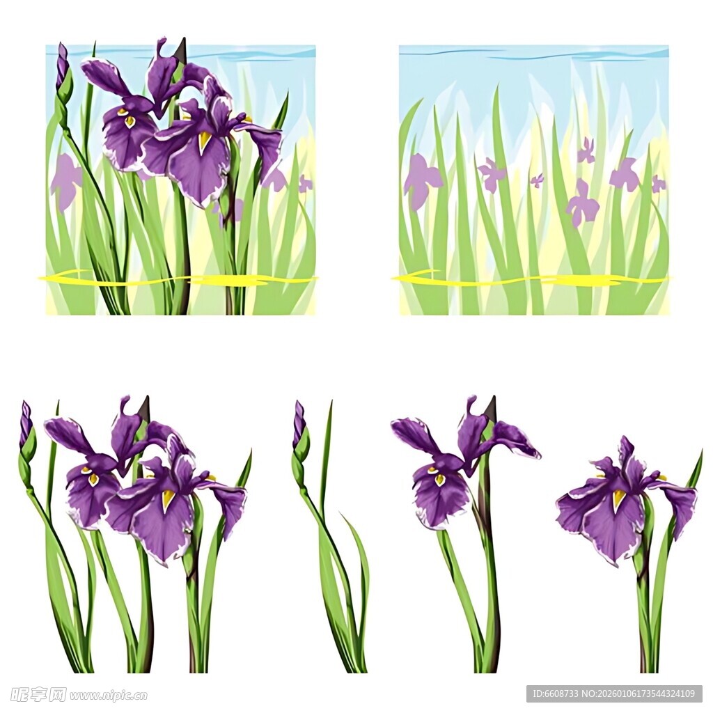 紫色鸢尾花插画集合