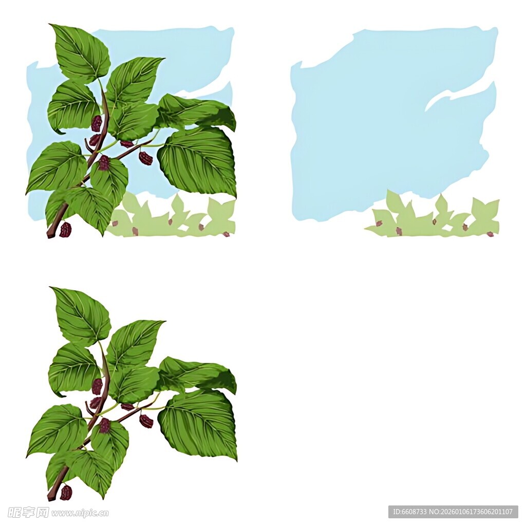 绿叶植物特写与背景组合