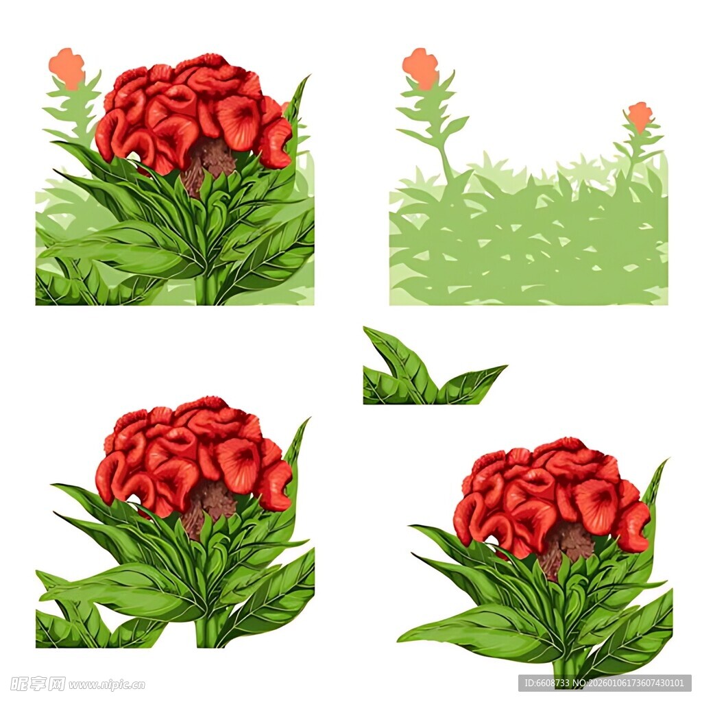 红色花卉植物素材集合