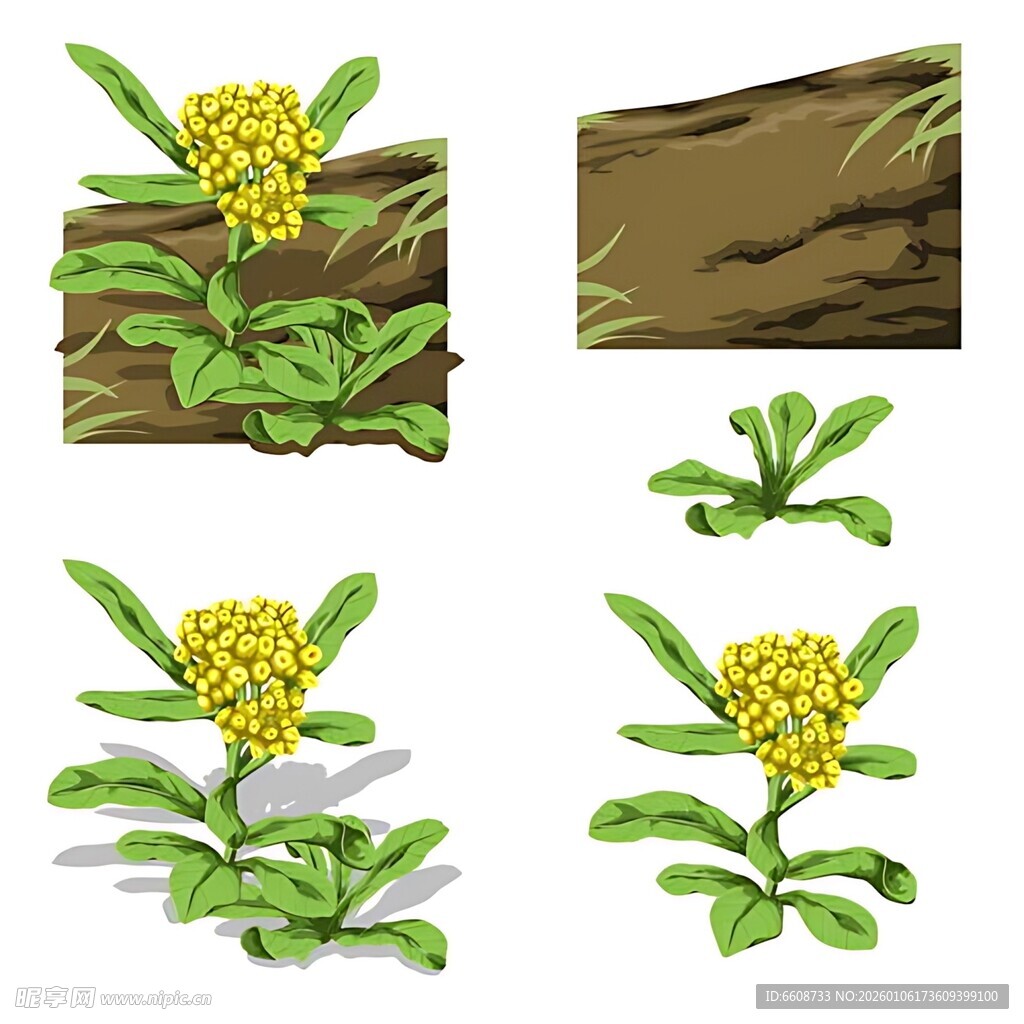 款冬花植物生长形态展示