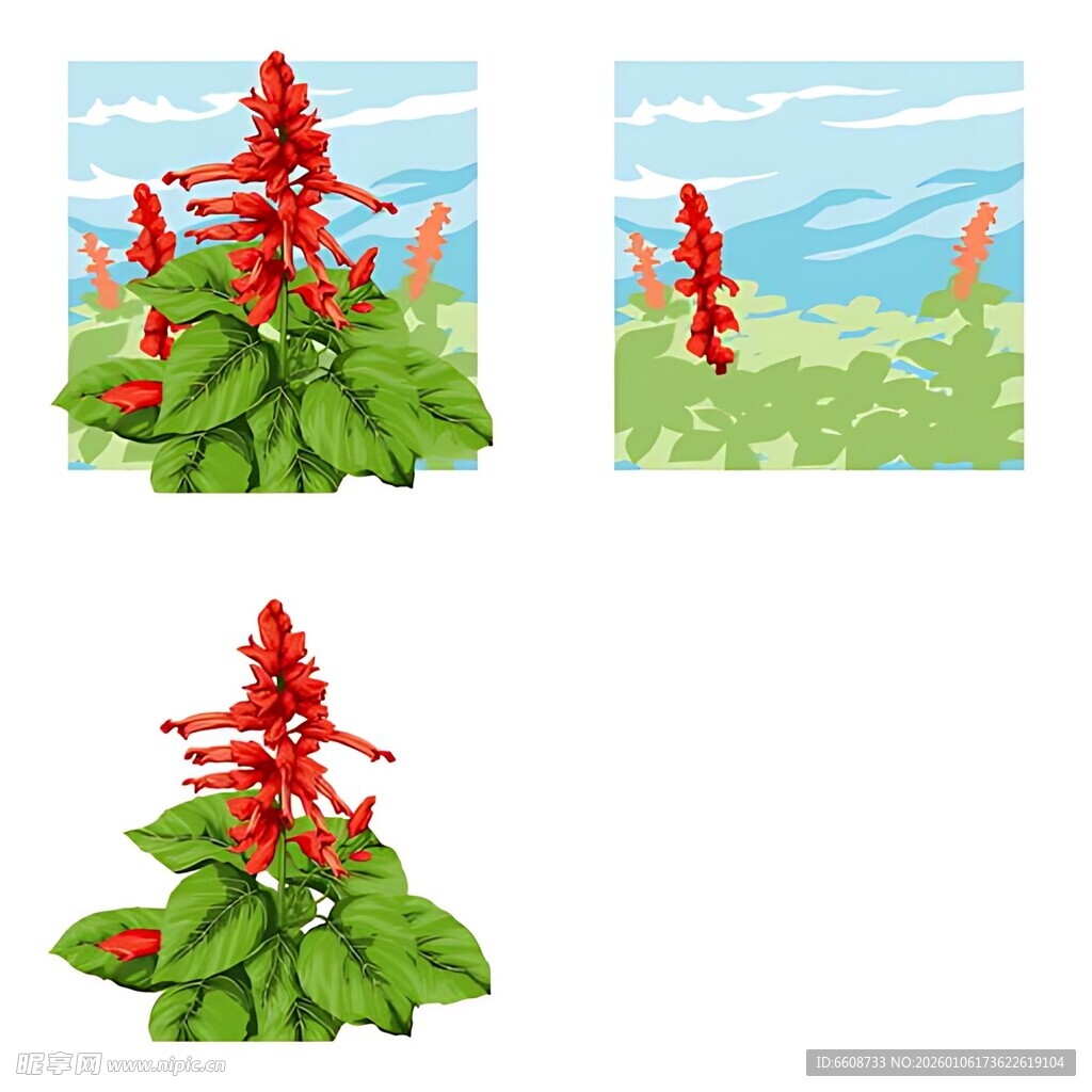 红色花卉植物特写与远景