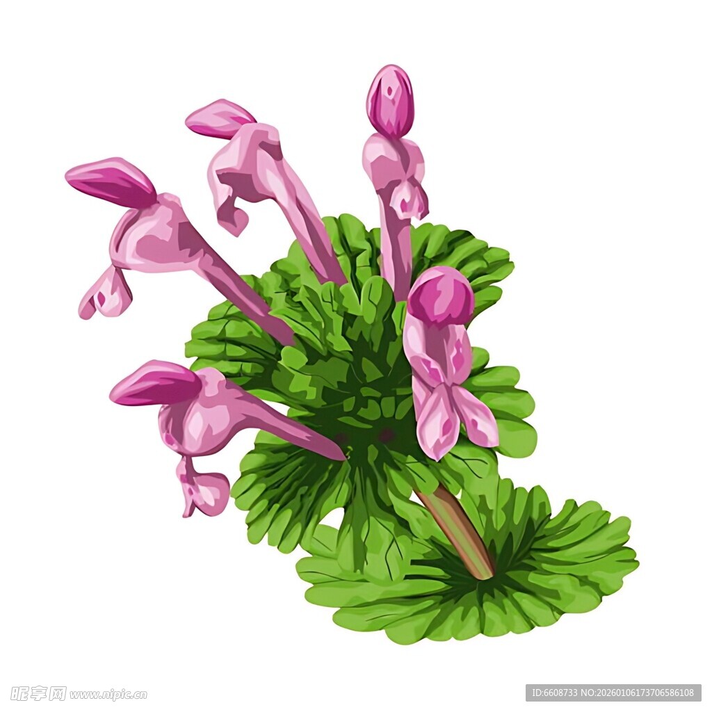 美丽粉色花朵与绿叶植物