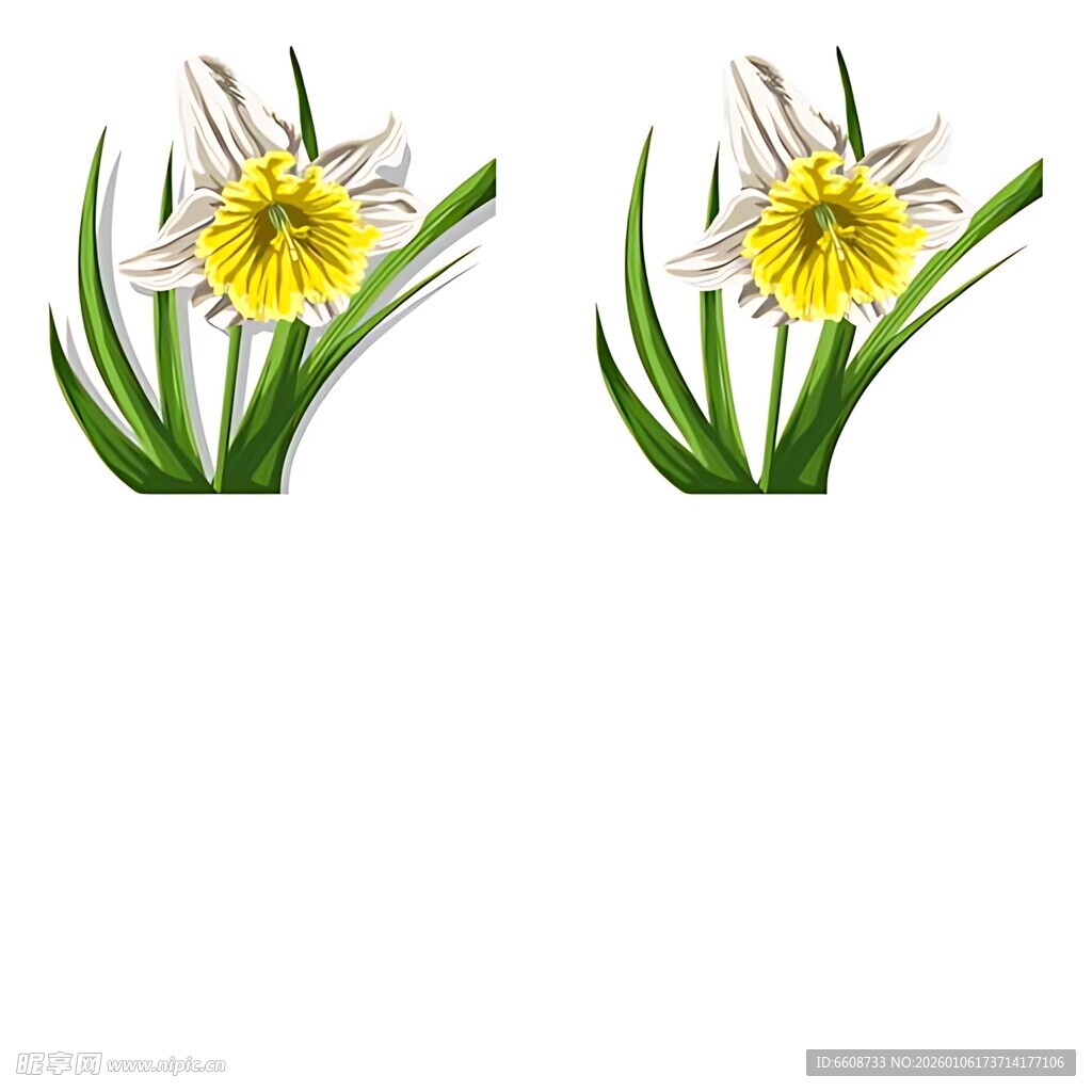 两朵绽放的黄色水仙花