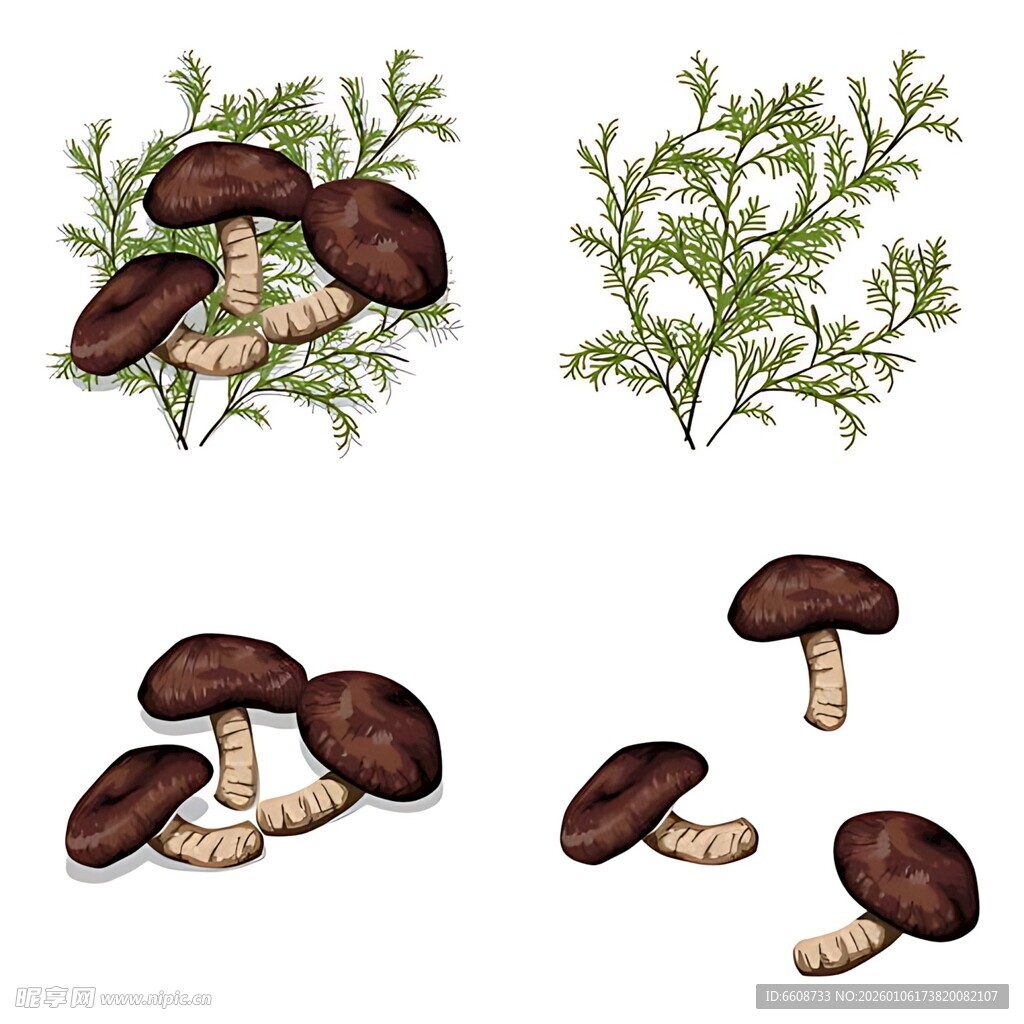 手绘蘑菇与植物插画