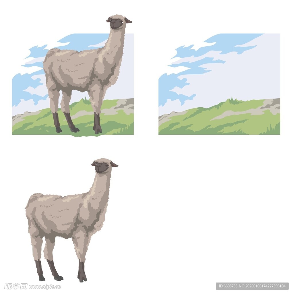 两只站立的羊驼