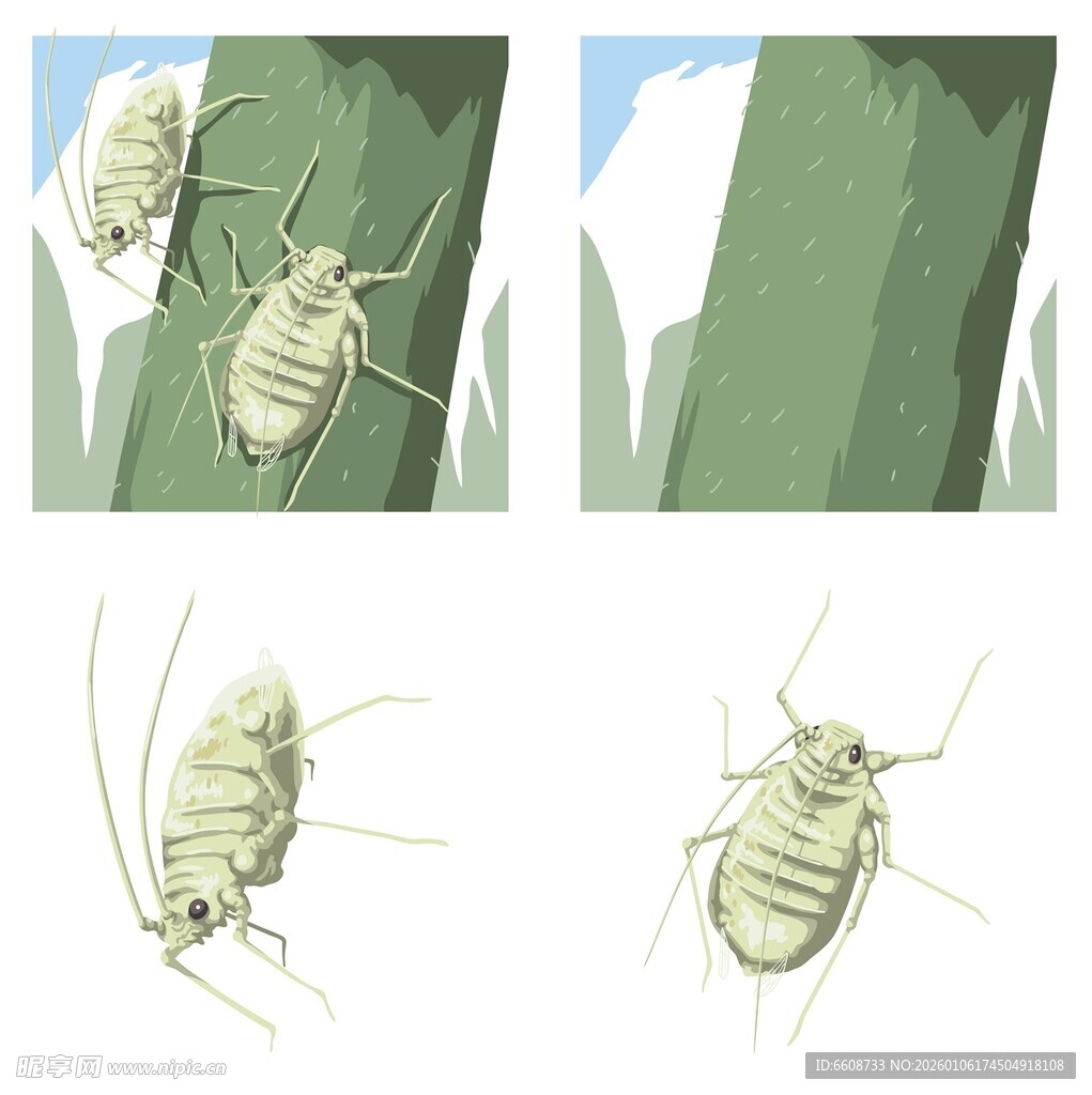 绿色昆虫多角度插画展示