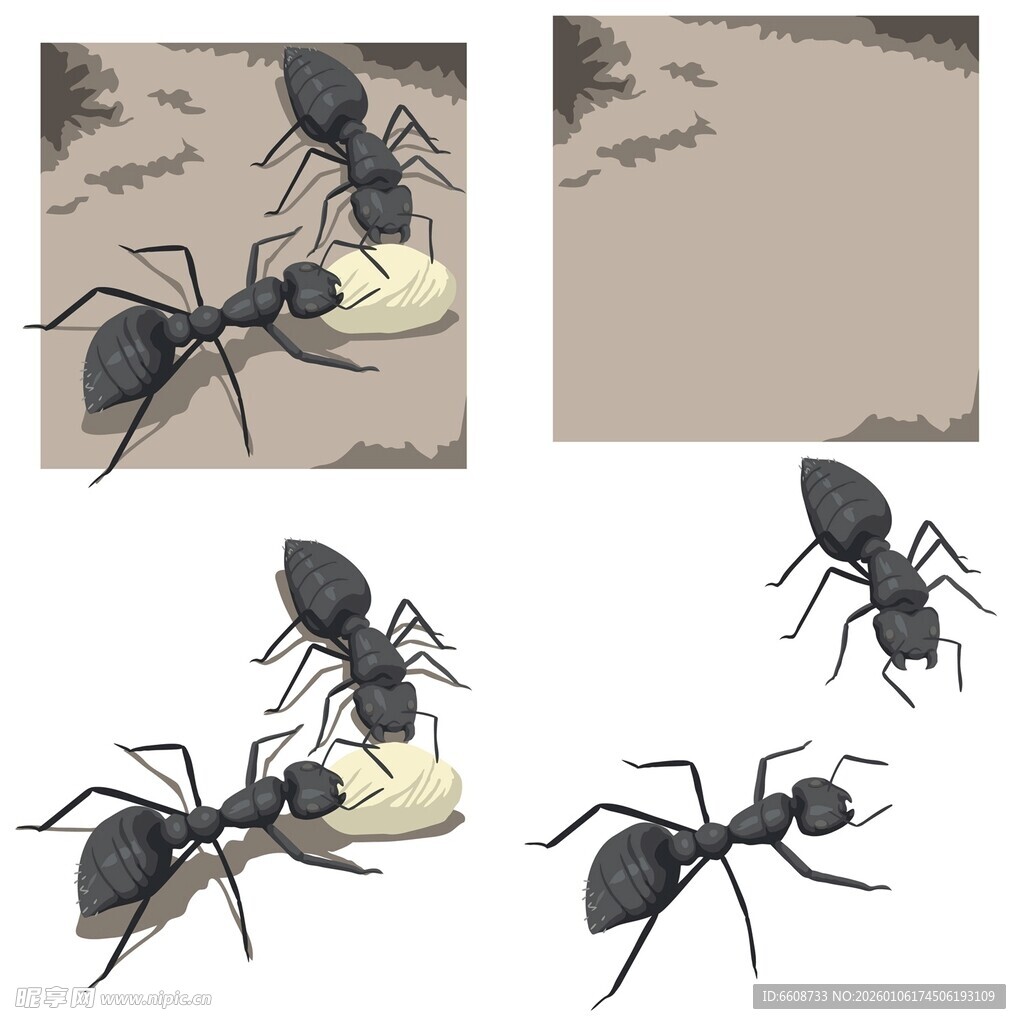 蚂蚁搬运食物瞬间