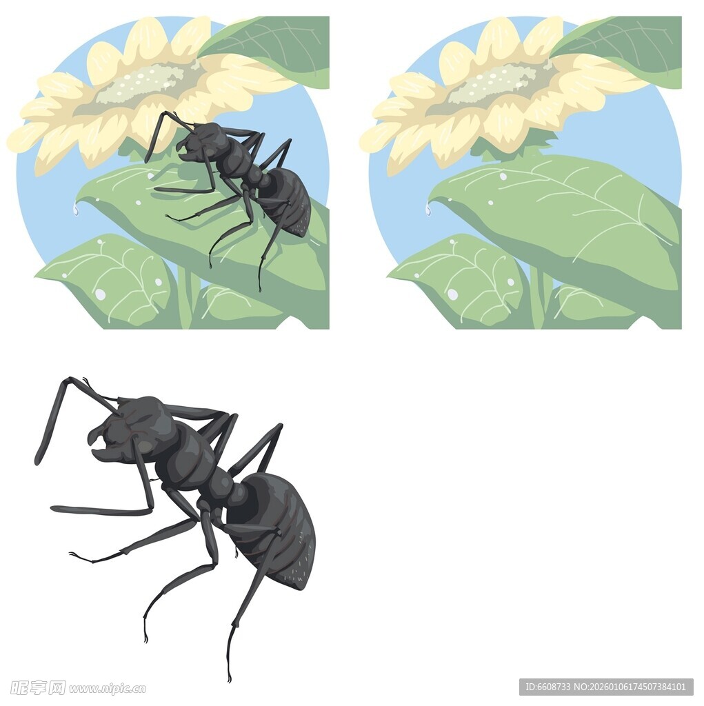 蚂蚁特写与花朵背景图