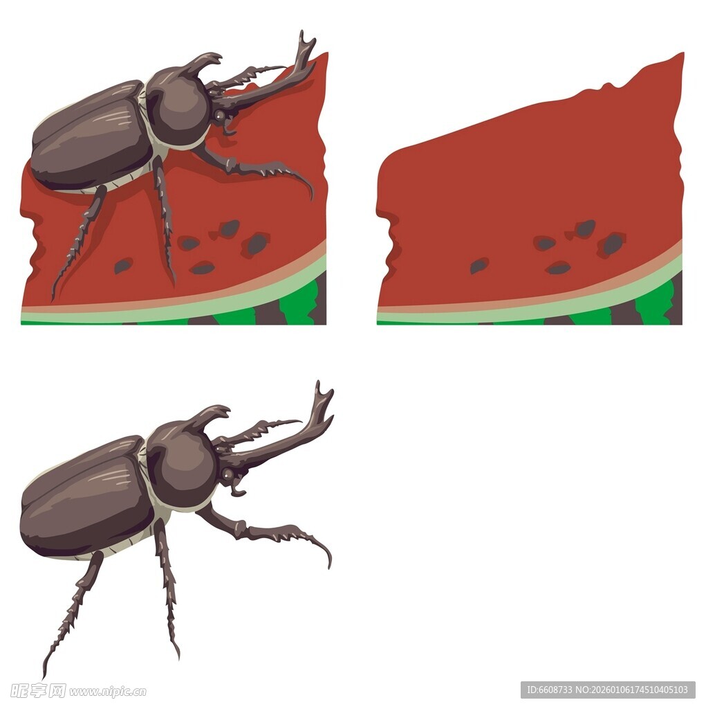 甲虫与西瓜切片画面