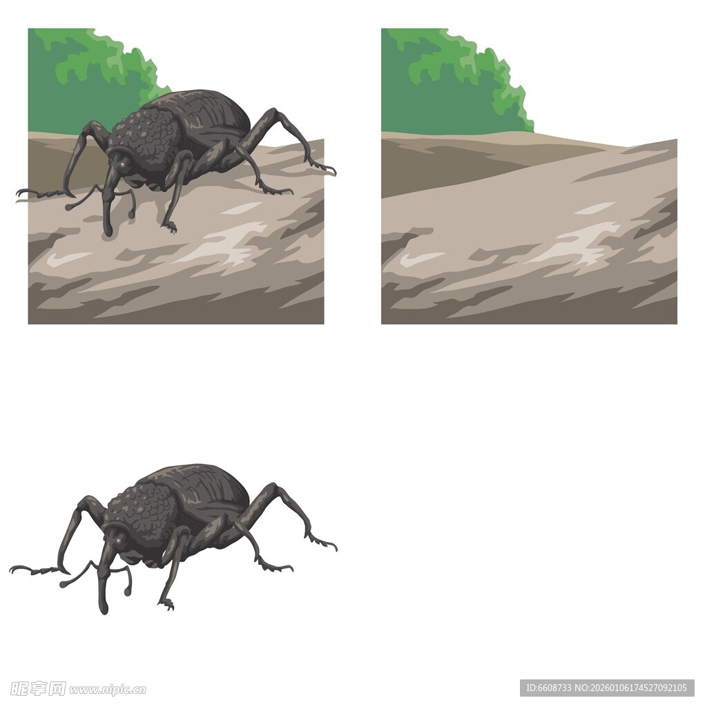 黑甲虫多角度插画展示