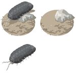 三只形态各异的远古昆虫