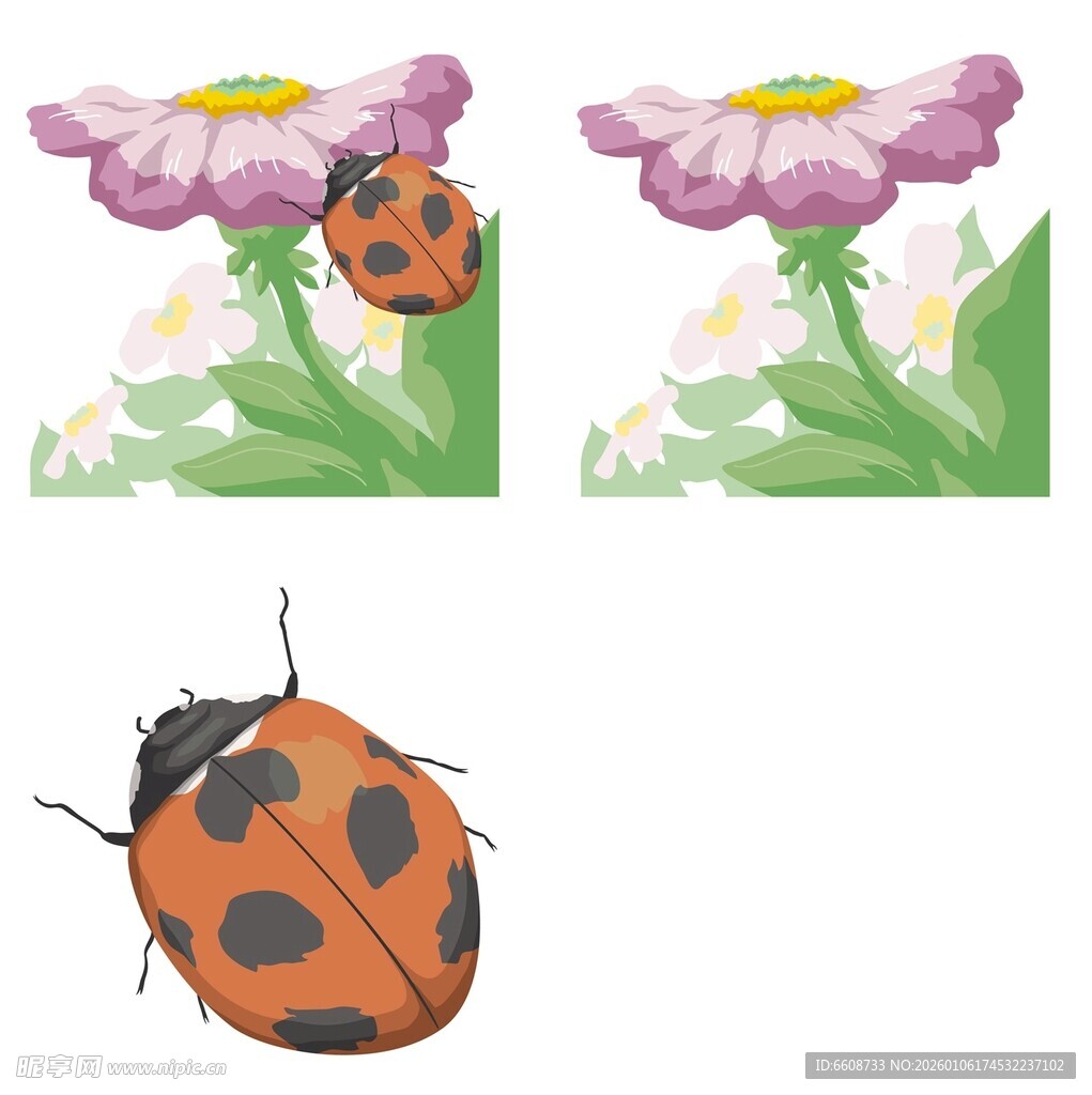 瓢虫与花朵插画素材