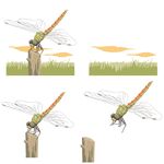 蜻蜓停驻木桩姿态展示