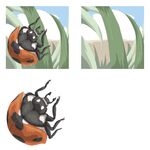 瓢虫在草丛中的不同姿态