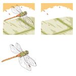 蜻蜓绘画步骤展示