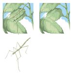 绿叶上的竹节虫特写