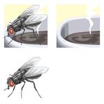 苍蝇在杯边活动场景