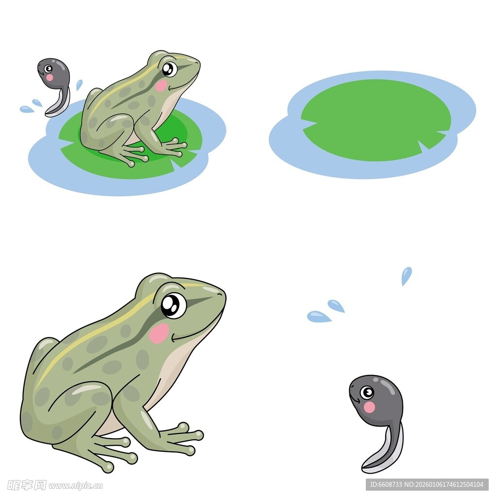 青蛙生长阶段图示