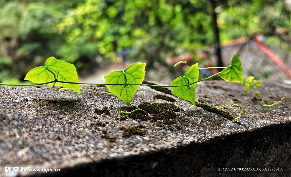 墙边嫩绿叶片生机盎然