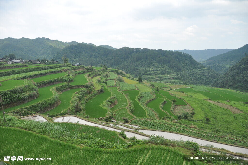山间翠绿梯田美景